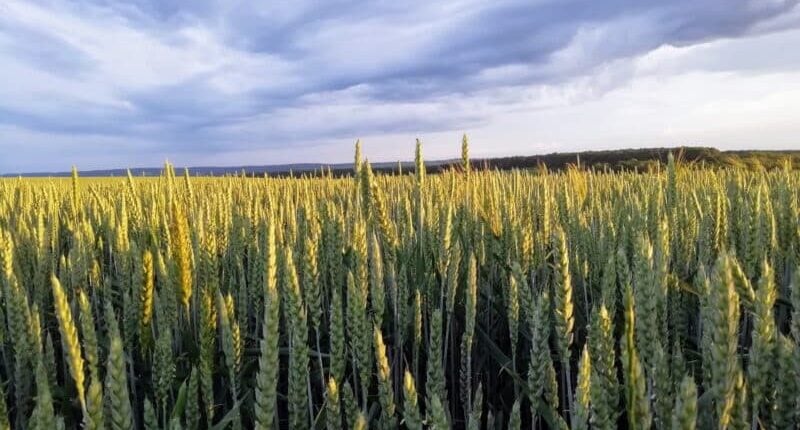 Software for trading with Smart contracts