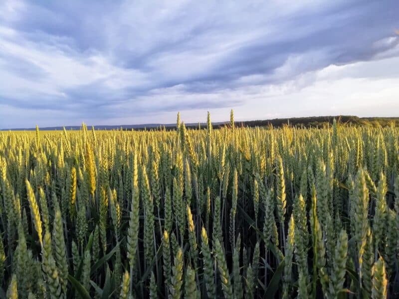 Wheat field under a cloudy sky, representing the commodities traded on the platform
